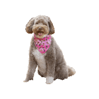 Paw Patrol Sticker by Geekster Pets