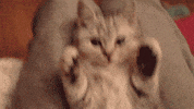 Cat Paws GIF