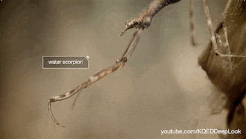 GIF by KQEDScience