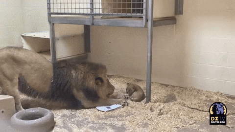 cuteanimalland giphyupload GIF