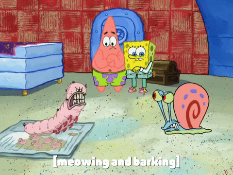 season 6 pet or pets GIF by SpongeBob SquarePants