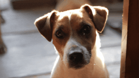 josemigueleb974abd8de3433fa0d44ad8f63e31b0 giphygifmaker GIF