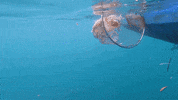 Earth Day GIF by 4ocean