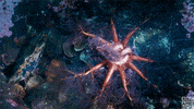 blue planet ii eating GIF by BBC America
