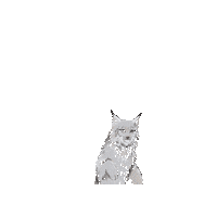 Big Cats Cat Sticker by Woodland Park Zoo