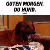 Tom Gerhardt Dog GIF by SPORT1
