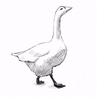 studiogiff animation drawing sketch goose GIF