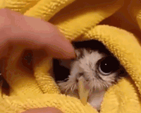 minnie GIF