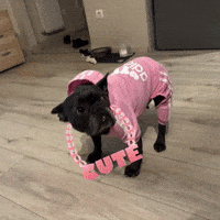 Frenchbull Love GIF