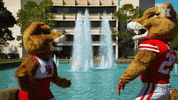houstoncougars houston sasha gocoogs shasta GIF