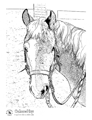 Coloring Book Horse GIF by TitleSmart