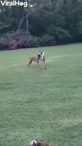 Deer Bounces and Frolics With Boxer Buddies