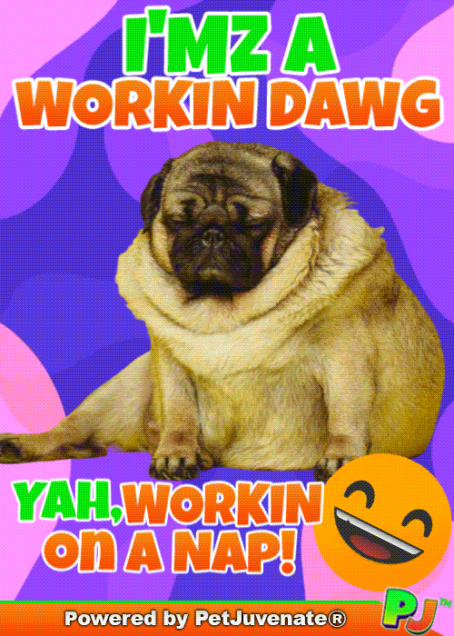 PetJuvenate petjuvenate henlo hooman fren love rescue dogs treatos and woofer for pupper GIF
