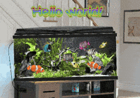 Fish Expression GIF