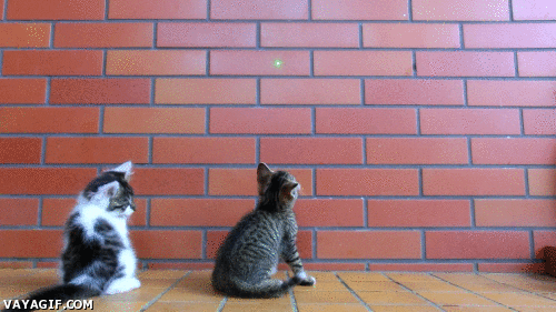 little cats love GIF