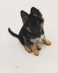 head tilt GIF
