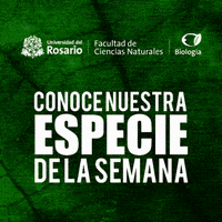 Urosario GIF by Universidad del Rosario