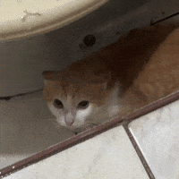 Gato Amarelo GIF