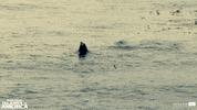 acorn-tv swimming swim seal cute animals GIF