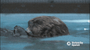 sea otter GIF by Monterey Bay Aquarium