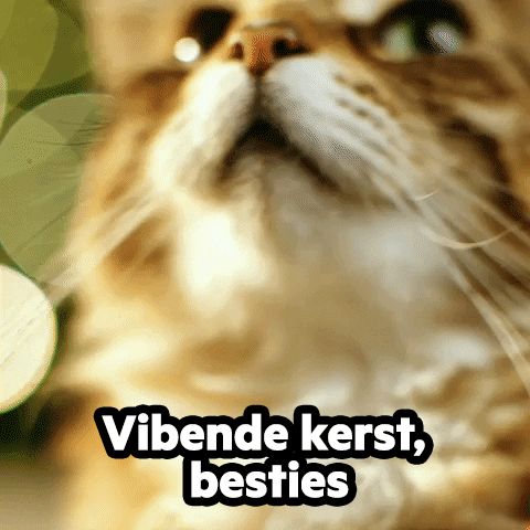Cat Christmas GIF by KPN