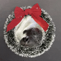 Feeling Festive Ho Ho Ho GIF by Valley Zoo Development Society