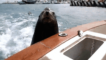 sea lion GIF