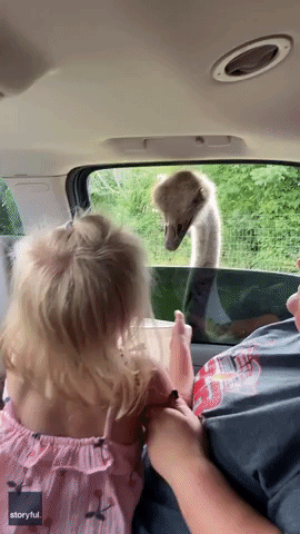 Little Girl Meets Ostrich