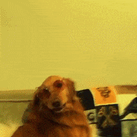 Visitphillyabbystyle dance party dog club GIF