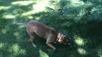Little Pitbull Helps Owner With Yard Work
