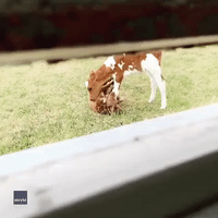 Not Just Man's Best Friend: Calf Enjoys Playtime With Puppy Pal