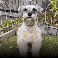 Cute Dog GIF