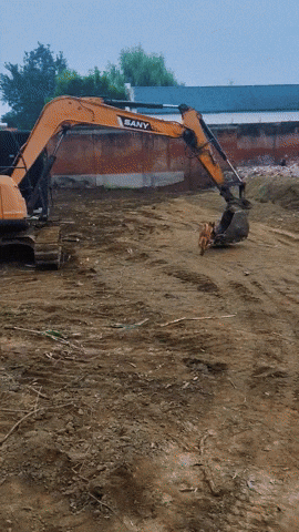 cuteanimalland giphyupload GIF