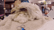 nat geo wild pets GIF by Dr. K's Exotic Animal ER
