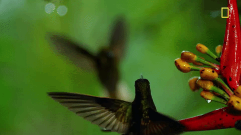 flapping nat geo GIF by National Geographic Channel