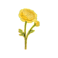Flower 스티커 Sticker