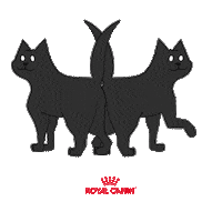 Gato Preto Sticker by Royal Canin Brasil