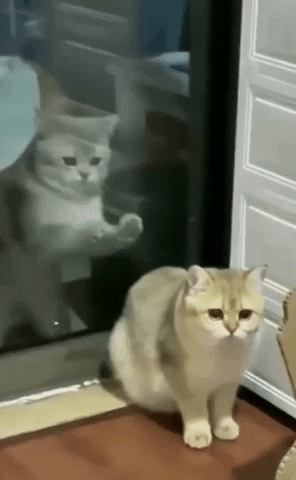 cuteanimalland giphyupload GIF