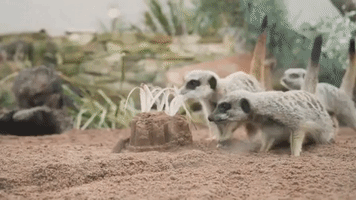 Adorable Taronga Zoo Meerkats Play With Sandcastles
