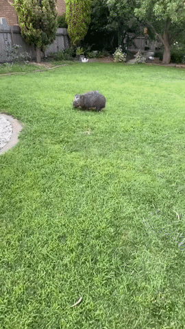 Playful Wombat Zooms Around Carer's Canberra Yard