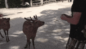 bow down GIF