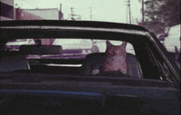 expert potholes GIF