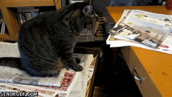 Cats Papers GIF