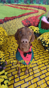Were Off To See The Wizard GIF