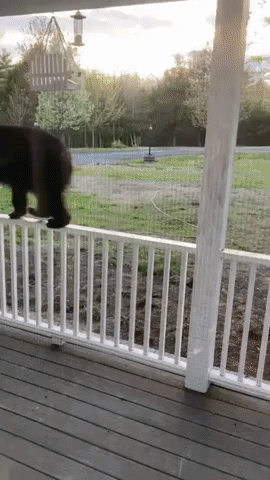'Get Outta There!': Acrobatic Bear Climbs Porch Railing to Reach Bird Feeder