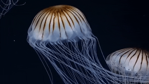 OceanaOrg giphygifmaker swimming jelly marine life GIF