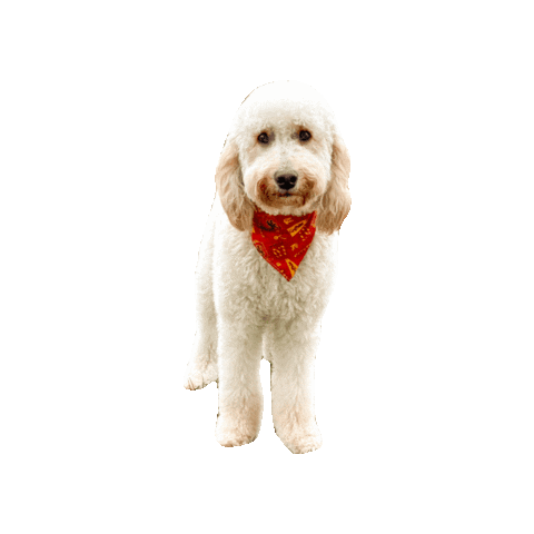 Golden Doodle Beckett Sticker by Geekster Pets