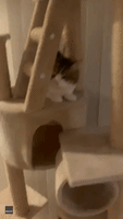 Japanese Cat Dives for Cover During Powerful Earthquake