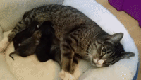 Rescued Cat Gives Birth