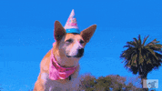 Happy Birthday Celebration GIF by DOGTV